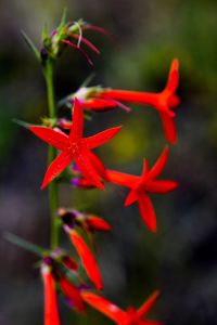 Close-up of red maple leaves on plant