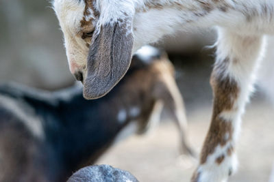 Close-up of a baby goat 