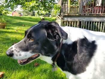 Close-up of a dog looking away