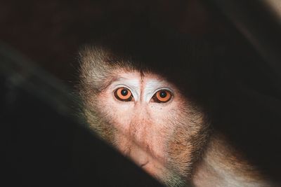 Close-up of portrait of black face