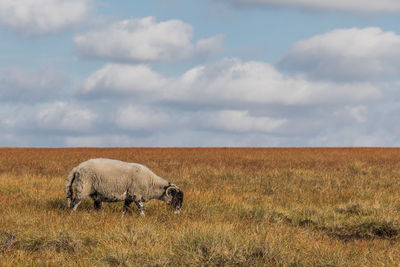 Sheep grazing on grassy field against sky