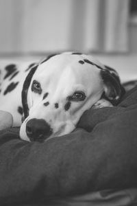 Close-up portrait of dog relaxing on bed at home