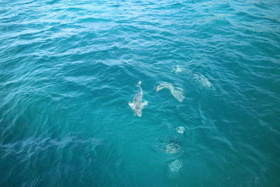 High angle view of bird swimming in sea