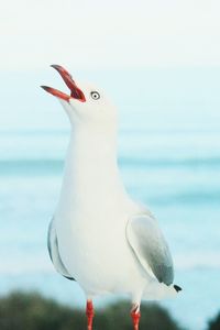 Close-up of seagull against sea