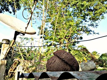 Low angle view of plants hanging on tree against sky