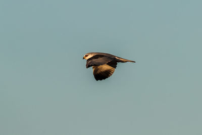 Close-up of bird flying against clear sky