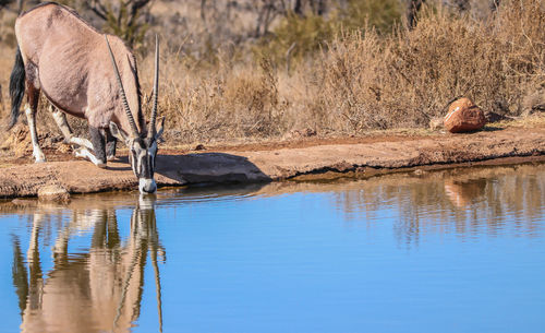 Gemsbok drinking water in lake