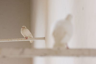 Close-up of birds perching on wall