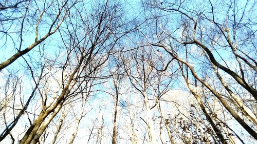 Low angle view of bare trees against clear sky