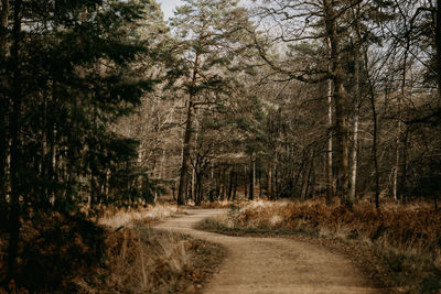 Road amidst trees in forest