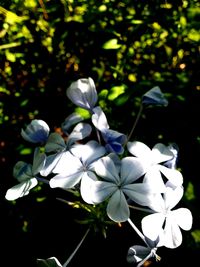 Close-up of white flowers