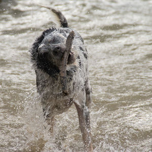 Dog holding stick at sea shore