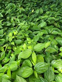Full frame shot of green leaves