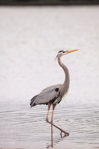 Wading great blue heron ardea herodias in an estuary before tigertail beach in marco island, florida