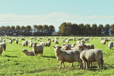 Flock of sheep on grassy field against sky