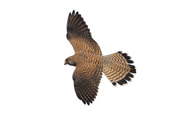 Low angle view of eagle flying against clear sky