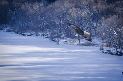Low angle view of bird flying over snow covered landscape