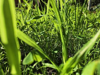 Full frame shot of plants growing on field