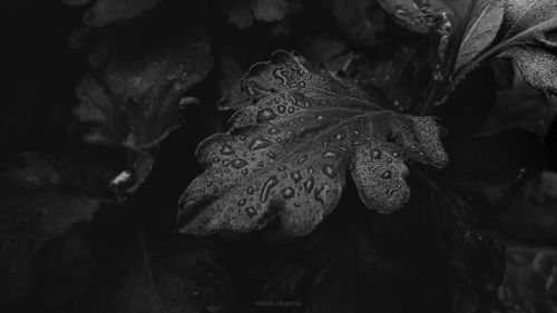 Close-up of raindrops on plant