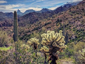 Cactus growing on field by mountains against sky