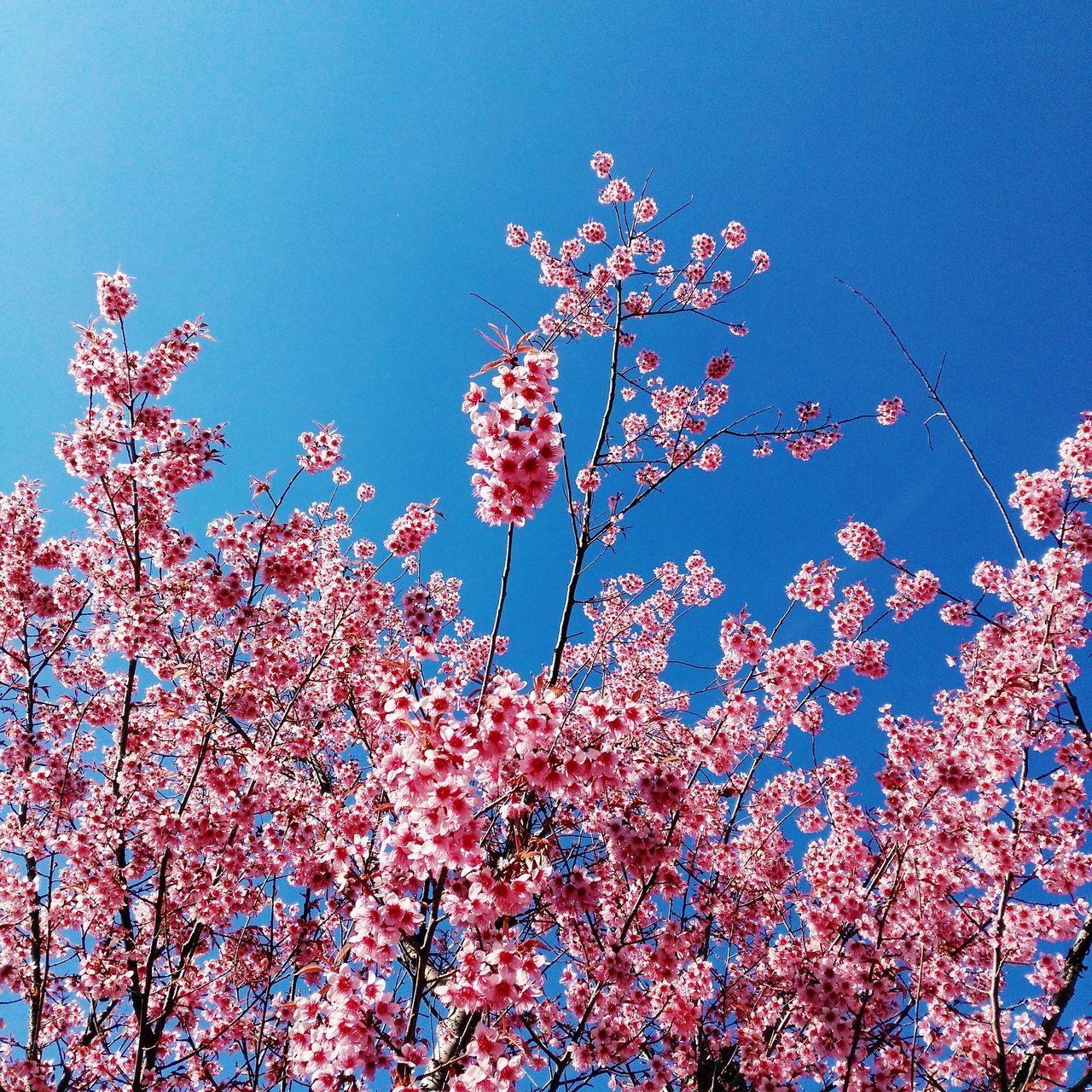 nature, sky, growth, beauty in nature, day, low angle view, no people, tree, outdoors, close-up, freshness