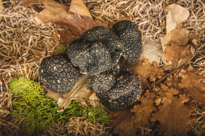 High angle view of dried autumn leaves on land