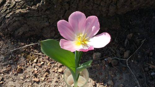 Close-up of pink flowers