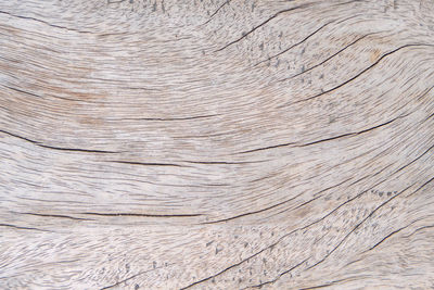 Full frame shot of wooden tree