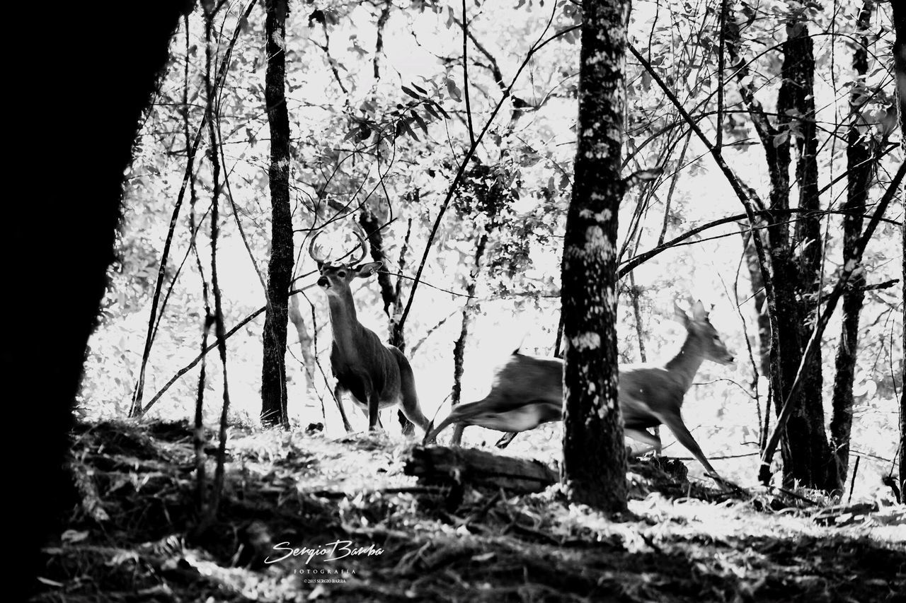 animal themes, tree, one animal, wildlife, animals in the wild, bare tree, mammal, branch, tree trunk, horse, full length, side view, two animals, domestic animals, nature, low angle view, herbivorous, zoology, clear sky, livestock