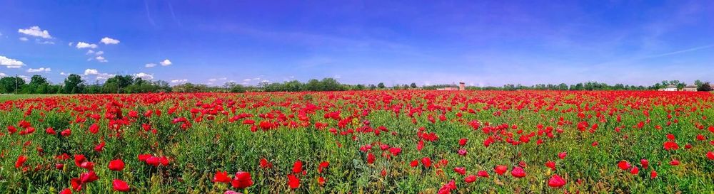 Red poppy flowers in field