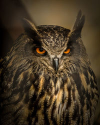 Close-up portrait of owl