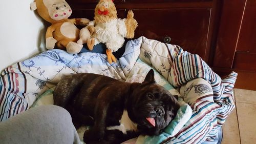 Dog resting on sofa at home