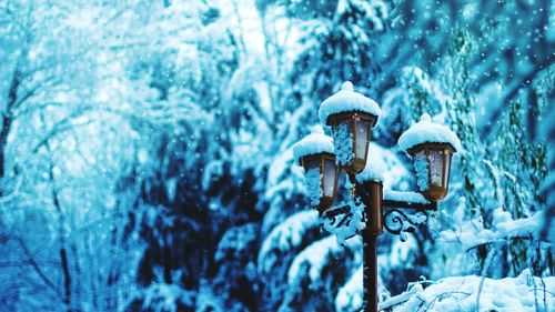 Close-up of frozen plant on snow covered land