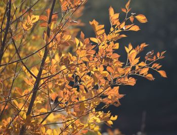 Close-up of yellow flowering plant during autumn