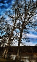 Low angle view of trees against sky