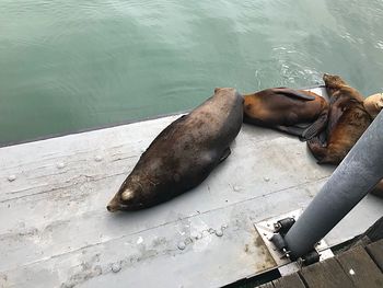 Lounging sea lions resting on the pier