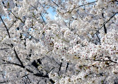 Close-up of white cherry blossom tree