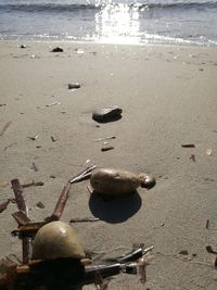 High angle view of shells on beach