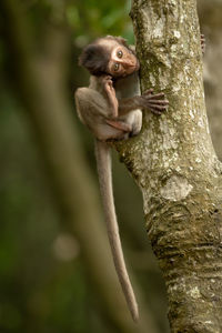 Baby long-tailed macaque in tree scratches head
