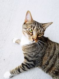 Close-up portrait of cat sitting