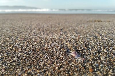 Close-up of shells on sand at beach against sky