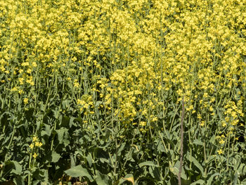Full frame shot of yellow flowering plants on field