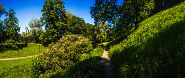 Footpath amidst trees against sky