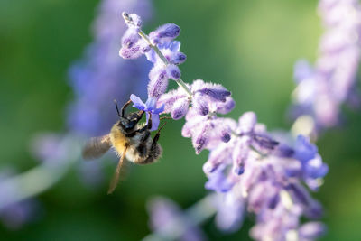 Close-up of bee pollinating on lavender