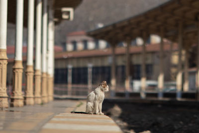 Cat waiting at the station