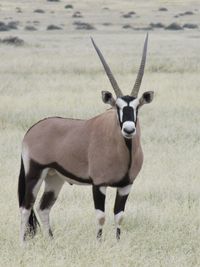 Massive oryx antelope standing on dry grass