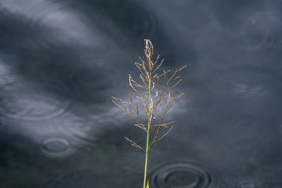 High angle view of plant by lake