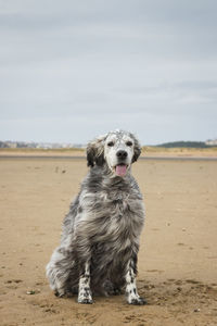 Portrait of dog standing on beach