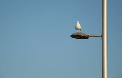 Low angle view of seagull perching against clear blue sky