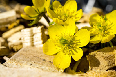 Close-up of yellow flowers